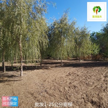 2公分垂柳苗木基地,樹形美觀