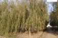18公分垂柳树供应,青皮垂柳