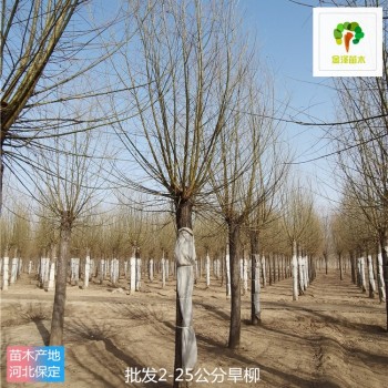 15公分旱柳樹苗供應,青皮柳樹