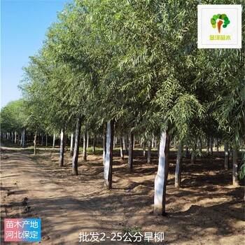 3公分旱柳苗木出售,青皮柳樹