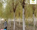 8公分金丝垂柳苗木,景观价值高