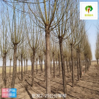 18公分旱柳苗圃報價,青皮柳樹