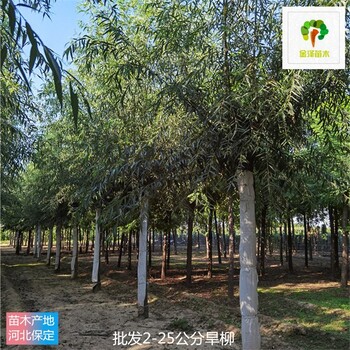 3公分旱柳廠家批發(fā),現(xiàn)挖現(xiàn)賣