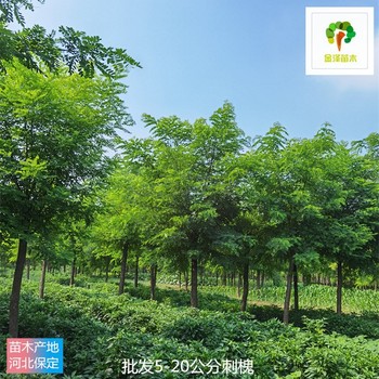 10公分刺槐基地報(bào)價(jià),洋槐樹