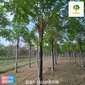 6公分香花槐基地,紅花槐樹