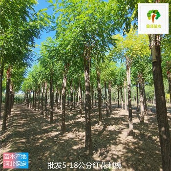 新疆紅花刺槐廠家報(bào)價(jià)