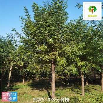 刺槐產地價格,苗圃好貨