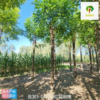 新疆紅花刺槐廠家報(bào)價(jià)
