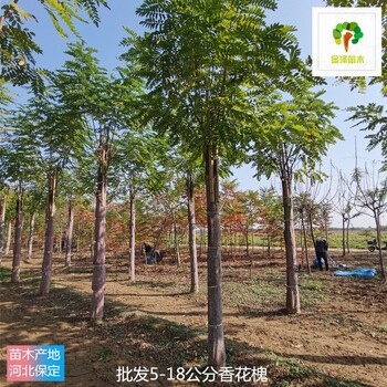 18公分香花槐樹(shù),紅花洋槐
