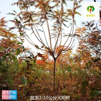 8公分火炬樹廠家報價,高存活率