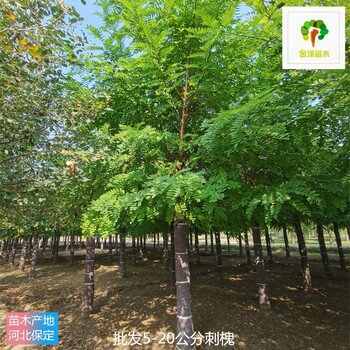 12公分刺槐產(chǎn)地出售,苗圃好貨