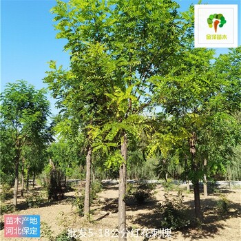 陜西紅花刺槐基地批發(fā)