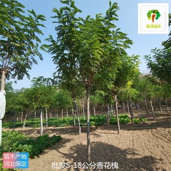 18公分香花槐樹(shù),紅花洋槐