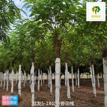 18公分香花槐樹(shù),紅花洋槐