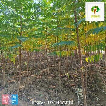 云南火炬樹(shù)產(chǎn)地價(jià)格,高存活率
