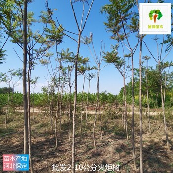 7公分火炬樹產地批發(fā),高存活率