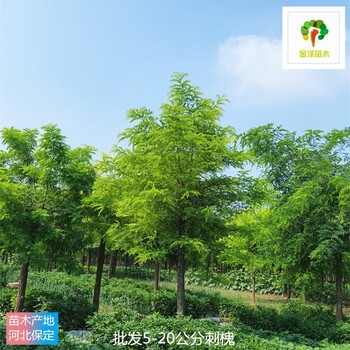 12公分刺槐苗木,洋槐樹