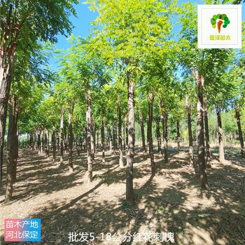 內(nèi)蒙古紅花刺槐基地價(jià)格