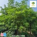 18公分刺槐供應(yīng),白花刺槐