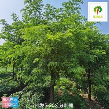 刺槐產地價格,苗圃好貨