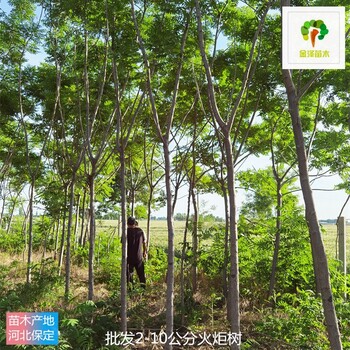 6公分火炬樹廠家報價