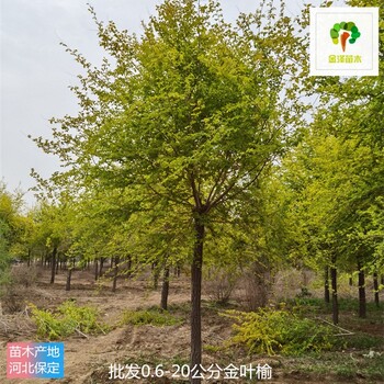 重慶金葉榆產(chǎn)地批發(fā)
