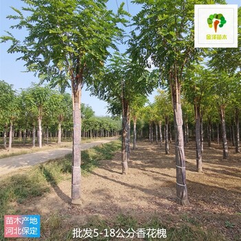 重慶香花槐樹報價,紅花槐樹