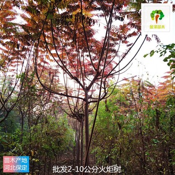 吉林火炬樹苗木基地,高存活率
