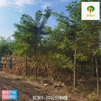 12公分刺槐產(chǎn)地出售,苗圃好貨