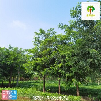 8公分刺槐批發(fā),白花刺槐