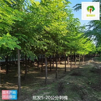 12公分刺槐苗木,洋槐樹