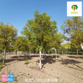 6公分香花槐基地,紅花槐樹