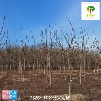 浙江火炬樹苗圃供應(yīng),高存活率