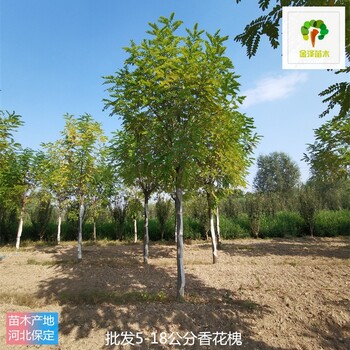 18公分香花槐樹(shù),紅花洋槐