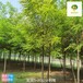 18公分刺槐基地報(bào)價(jià),洋槐樹