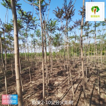 甘肅火炬樹苗圃出售,高存活率