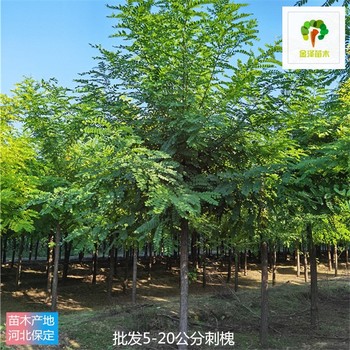 15公分刺槐苗木供应,白花刺槐