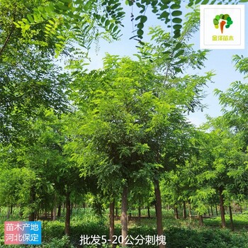 12公分刺槐苗圃,洋槐樹