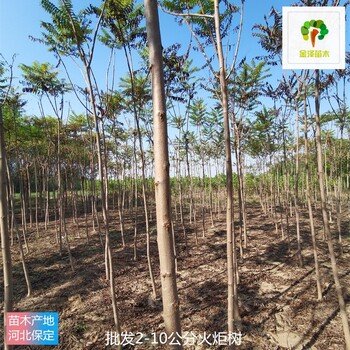 浙江火炬樹苗圃供應(yīng),高存活率