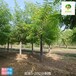 12公分刺槐苗圃報(bào)價(jià),白花刺槐