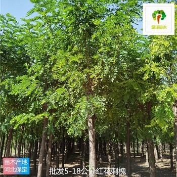 遼寧紅花刺槐苗圃供應(yīng)