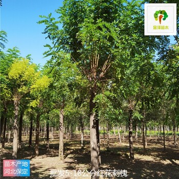 陜西紅花刺槐基地批發(fā)