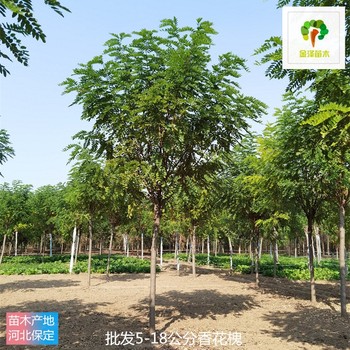 6公分香花槐基地,紅花洋槐