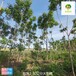 4公分火炬樹產(chǎn)地,高存活率