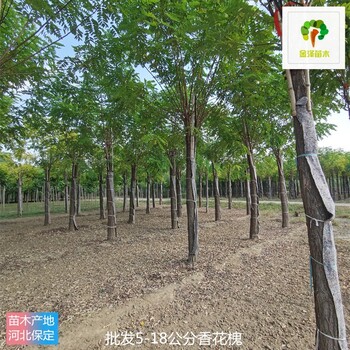 8公分香花槐供應(yīng)商,紅花刺槐