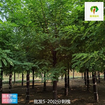 12公分刺槐產(chǎn)地出售,苗圃好貨