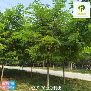 6公分刺槐树价格,白花刺槐