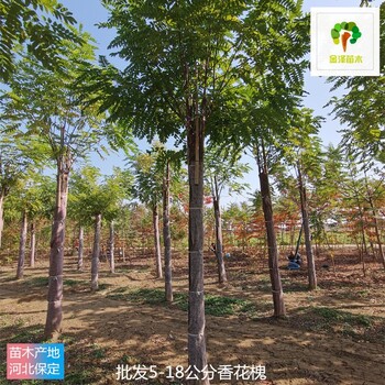 12公分香花槐樹供應(yīng),觀花喬木