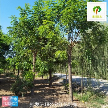 江西紅花刺槐樹(shù)苗報(bào)價(jià)