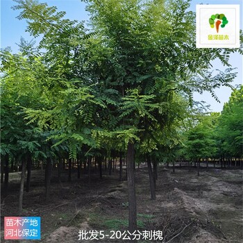 8公分刺槐苗木,白花刺槐